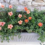 Raggio Di Sole
