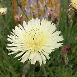 Raggio Di Sole