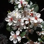 Raggio Di Sole