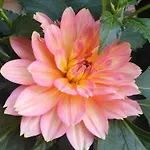 Raggio Di Sole 3*
