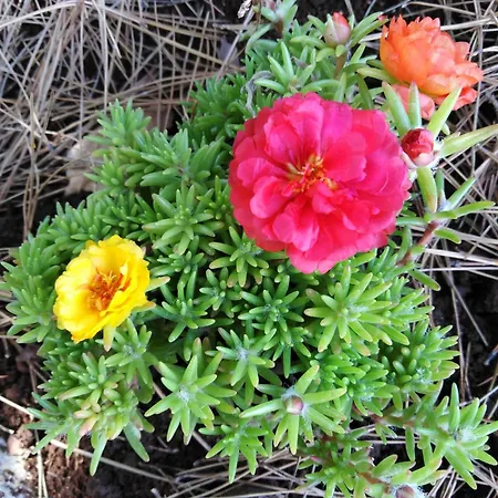 Raggio Di Sole Aparthotel 3*