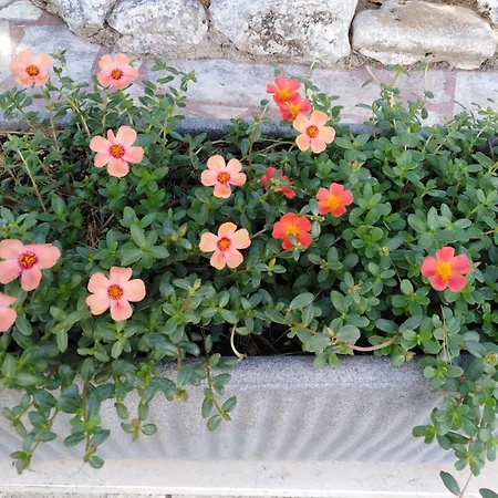 Raggio Di Sole